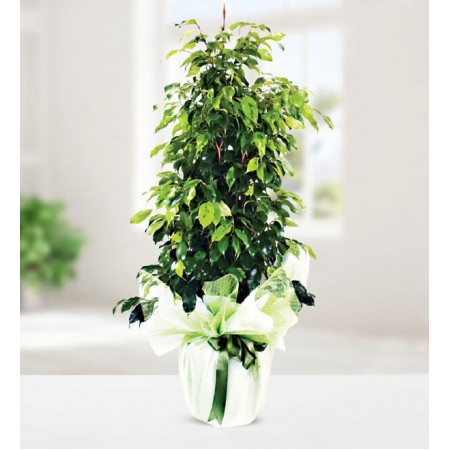 Ficus Benjamin 